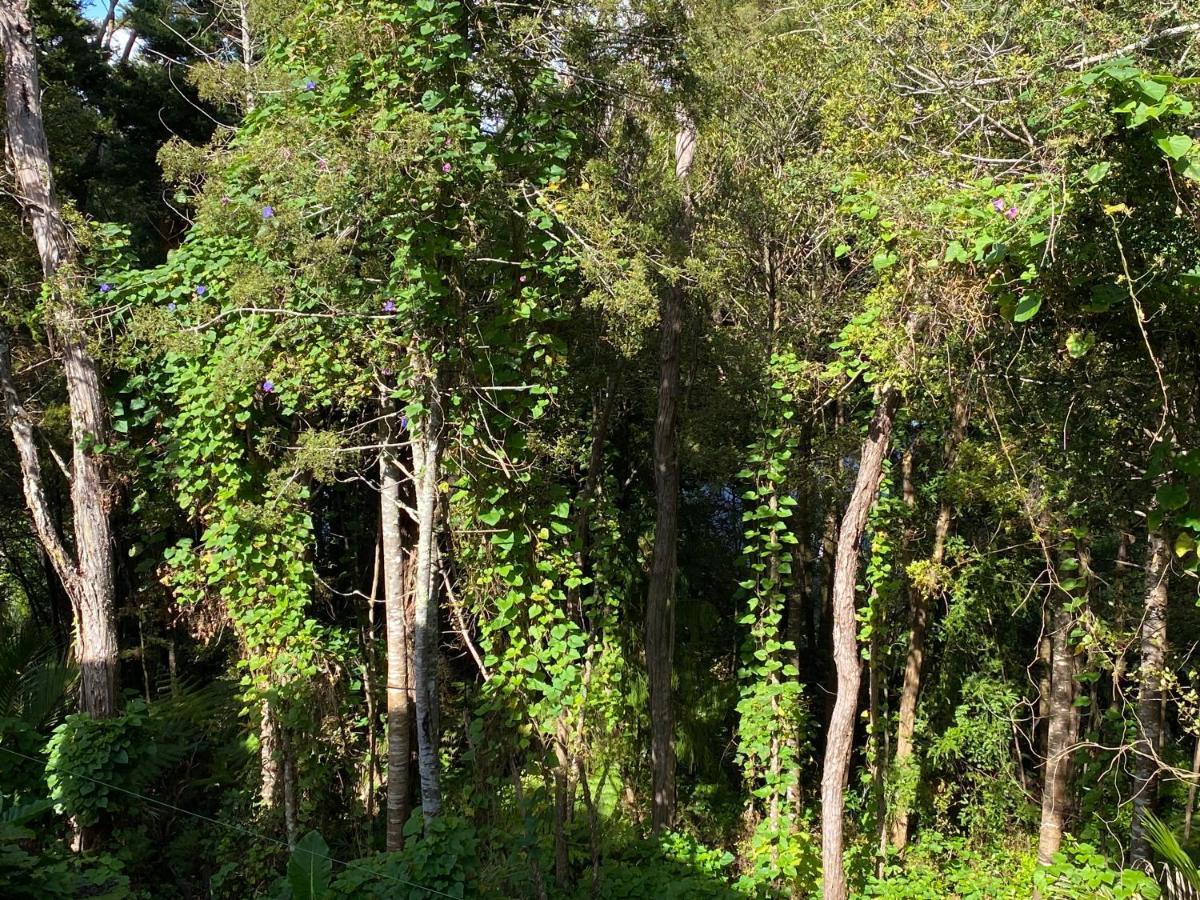 Ferienwohnung Bush , Birds And Relaxing Moments Auckland Exterior foto